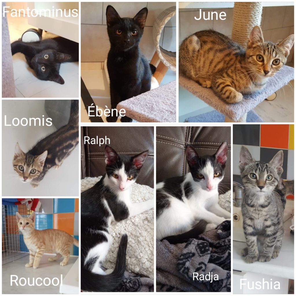 photos de plusieurs chats du refuge