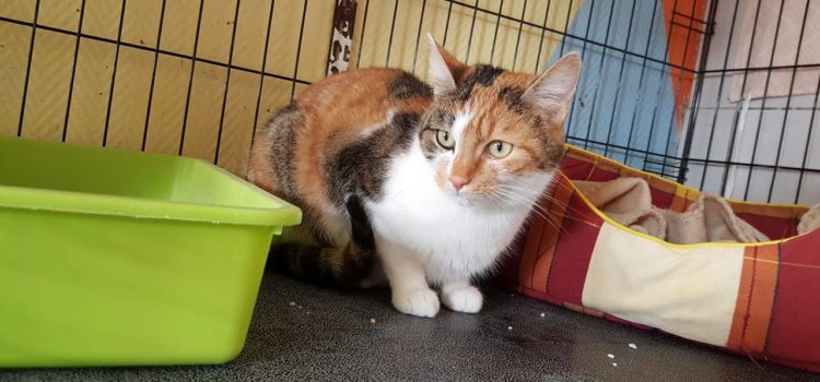 Chats à adopter Chats à adopter
