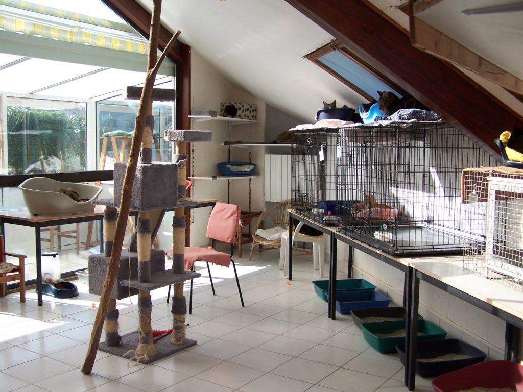 photo d'une pièce du refuge Le Chat et la Vie