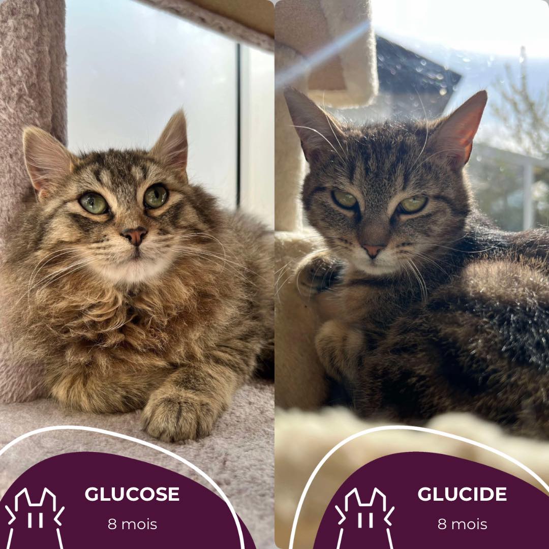 GLUCIDE & GLUCOSE : femelle & mâle – 8 mois.