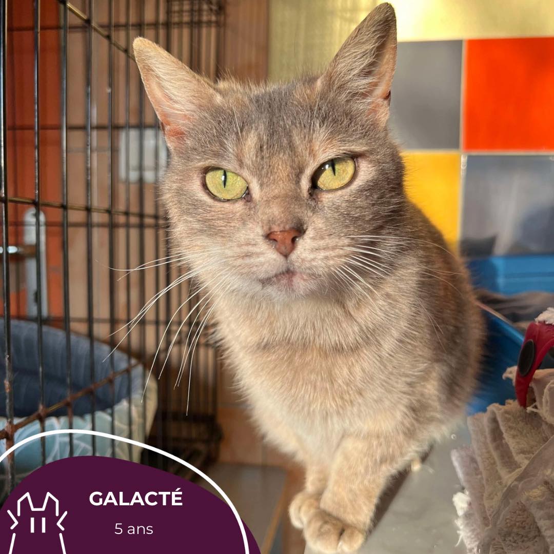 GALACTÉ :  femelle – 5 ans