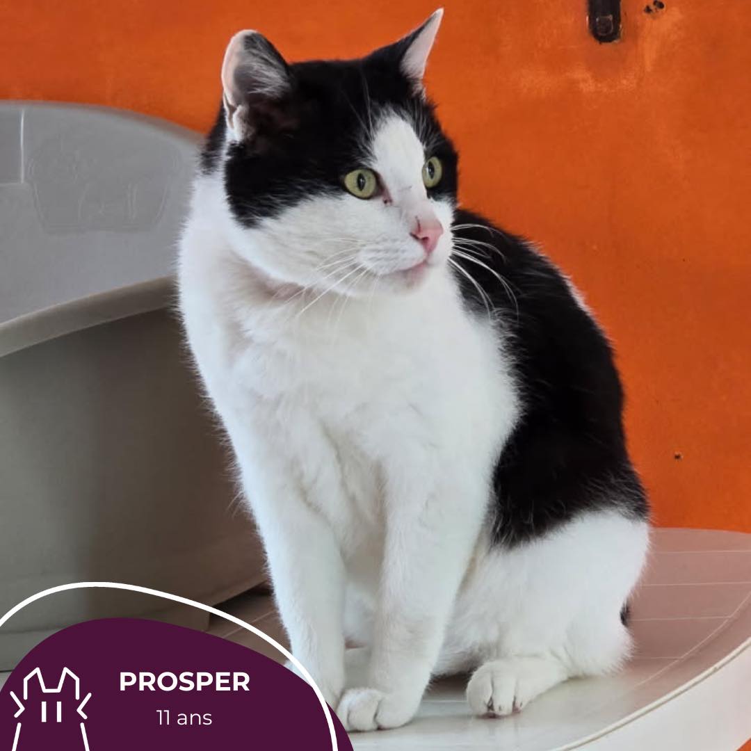 PROSPER:  mâle – 11 ans .