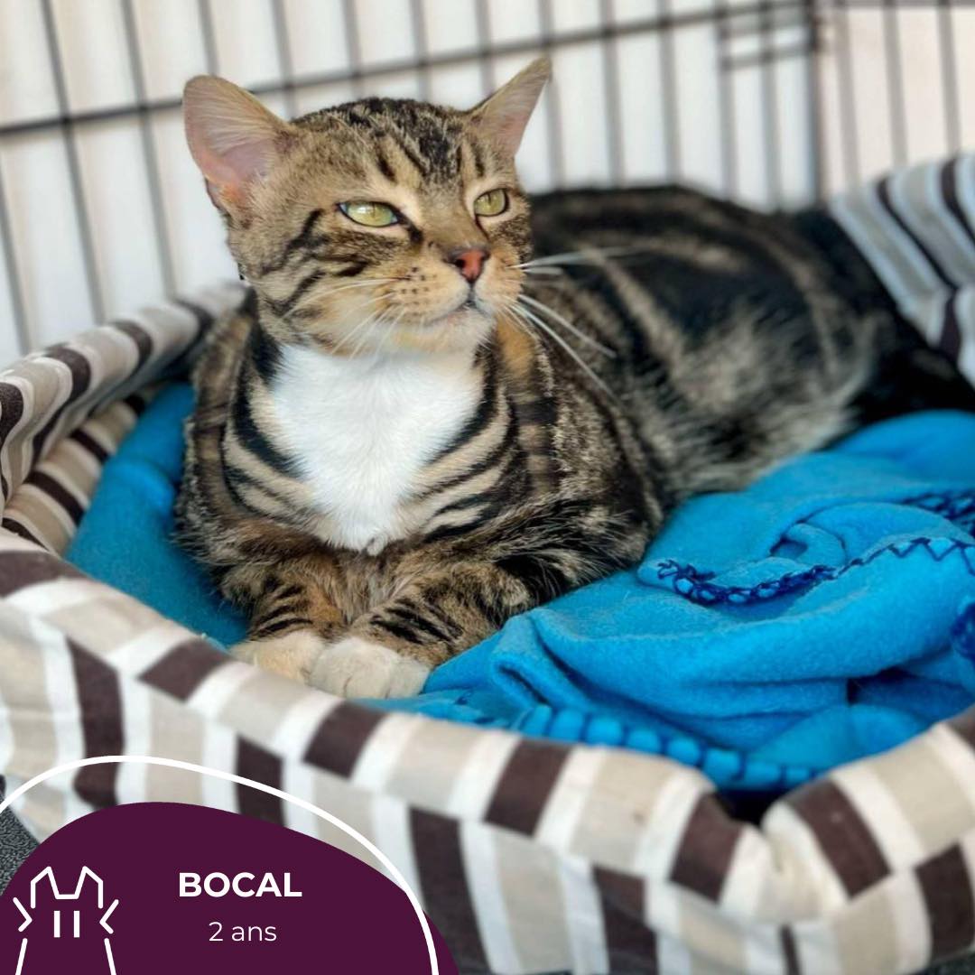 BOCAL : mâle – 2 ans