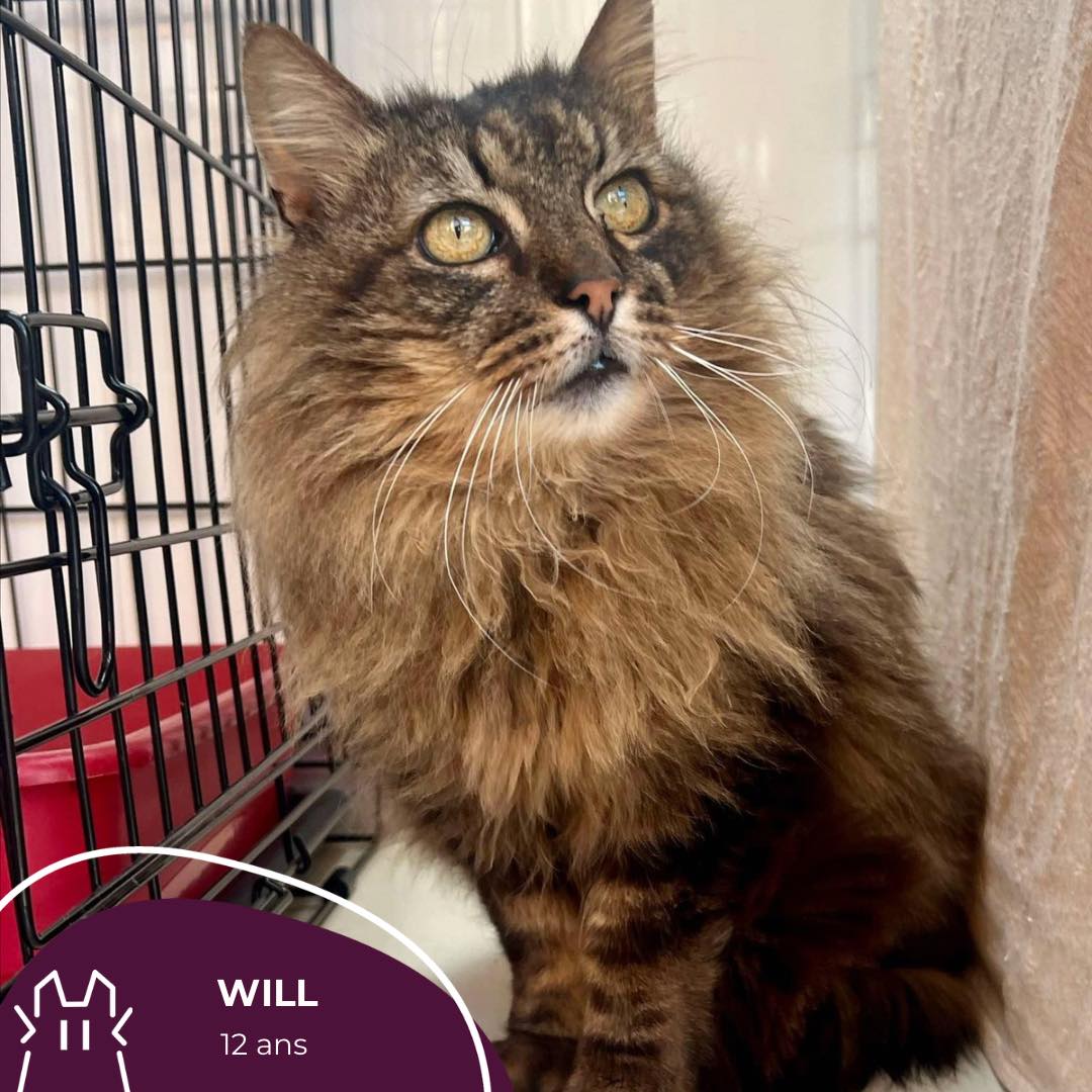 WILL : mâle – 12 ans