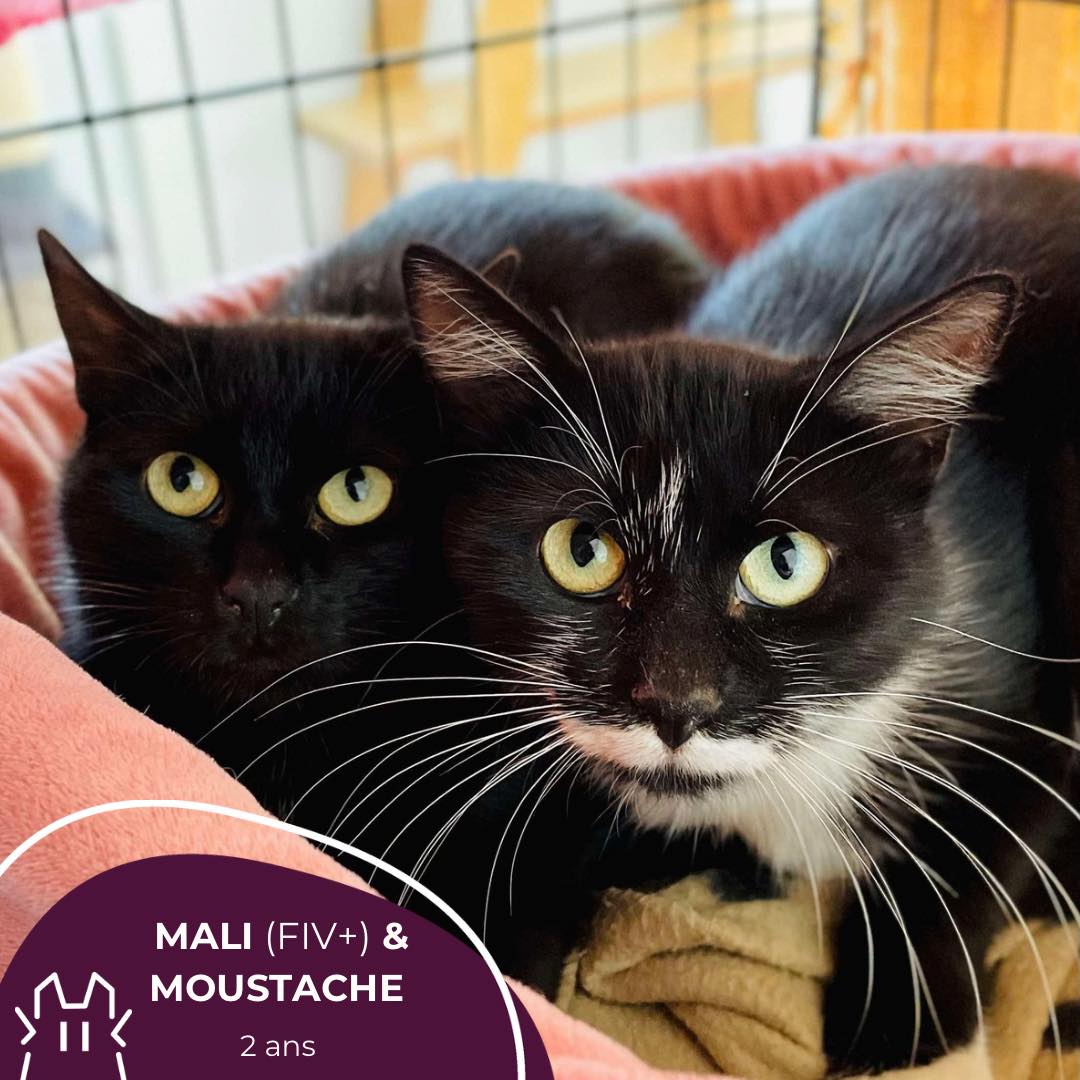 MALI (FiV+) & MOUSTACHE : femelles – 2 ans