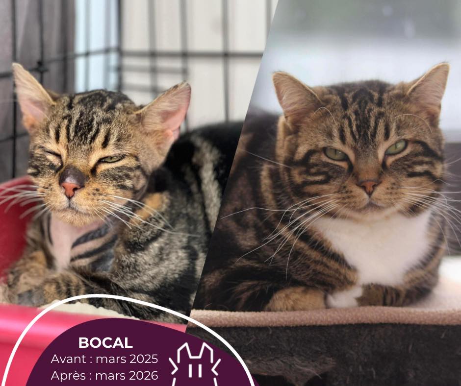 BOCAL : mâle – 3 ans