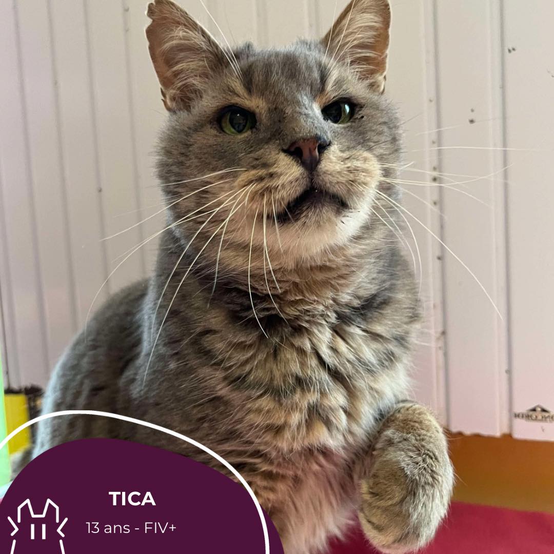 TICA :  mâle – 13 ans – FIV+.