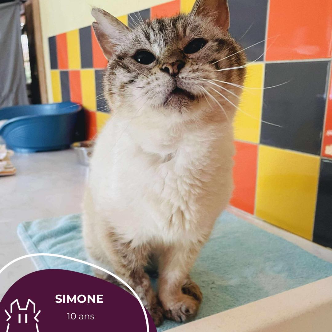 SIMONE : femelle – 10 ans.