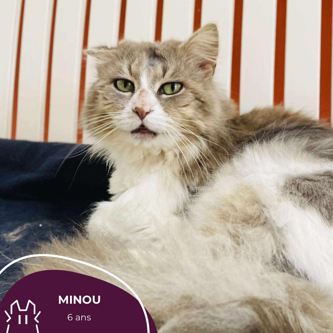 MINOU :  mâle – 6 ans .