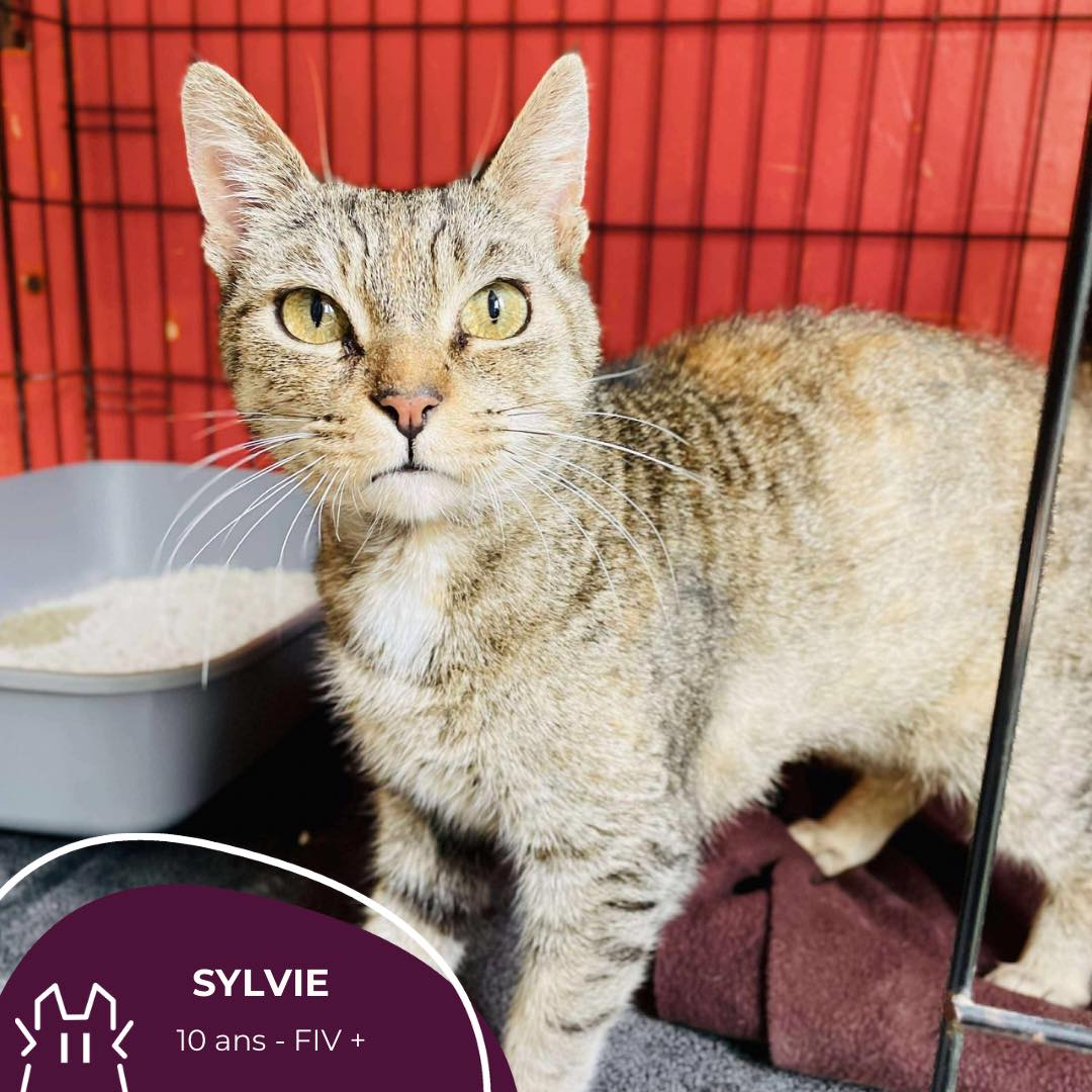 SYLVIE : femelle -10 ans – FIV+.