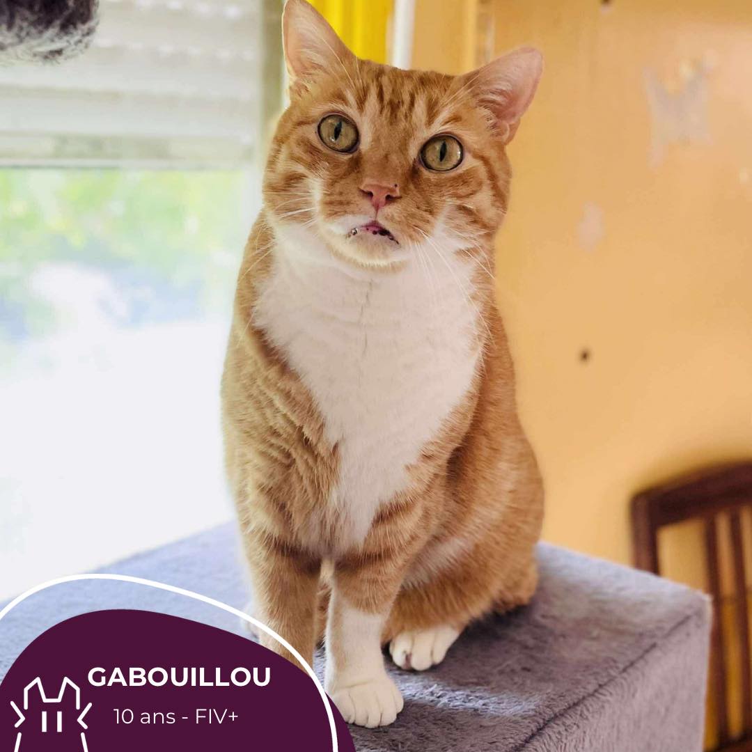GABOUILLOU : mâle – 10 ans – FIV+.