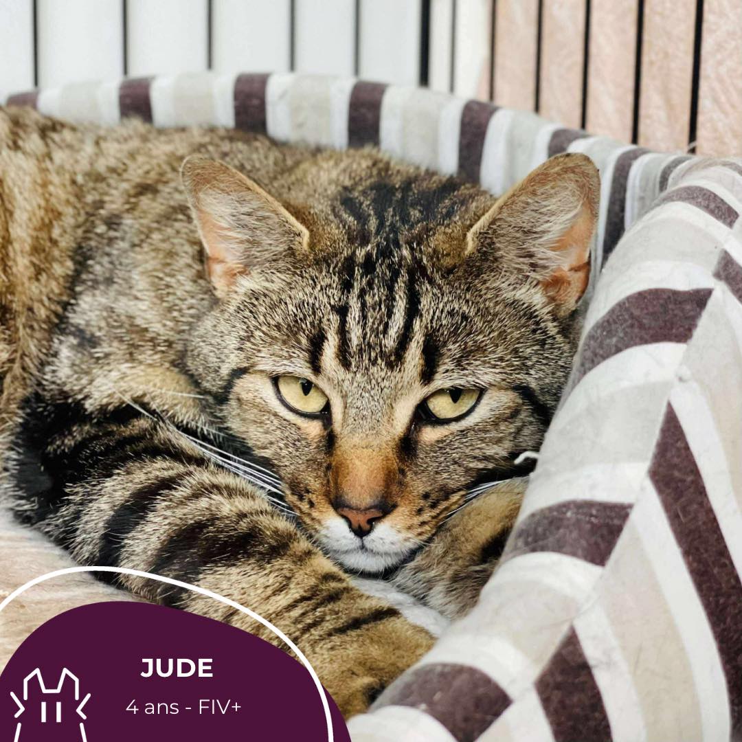 JUDE :  mâle – 4 ans – FIV+.
