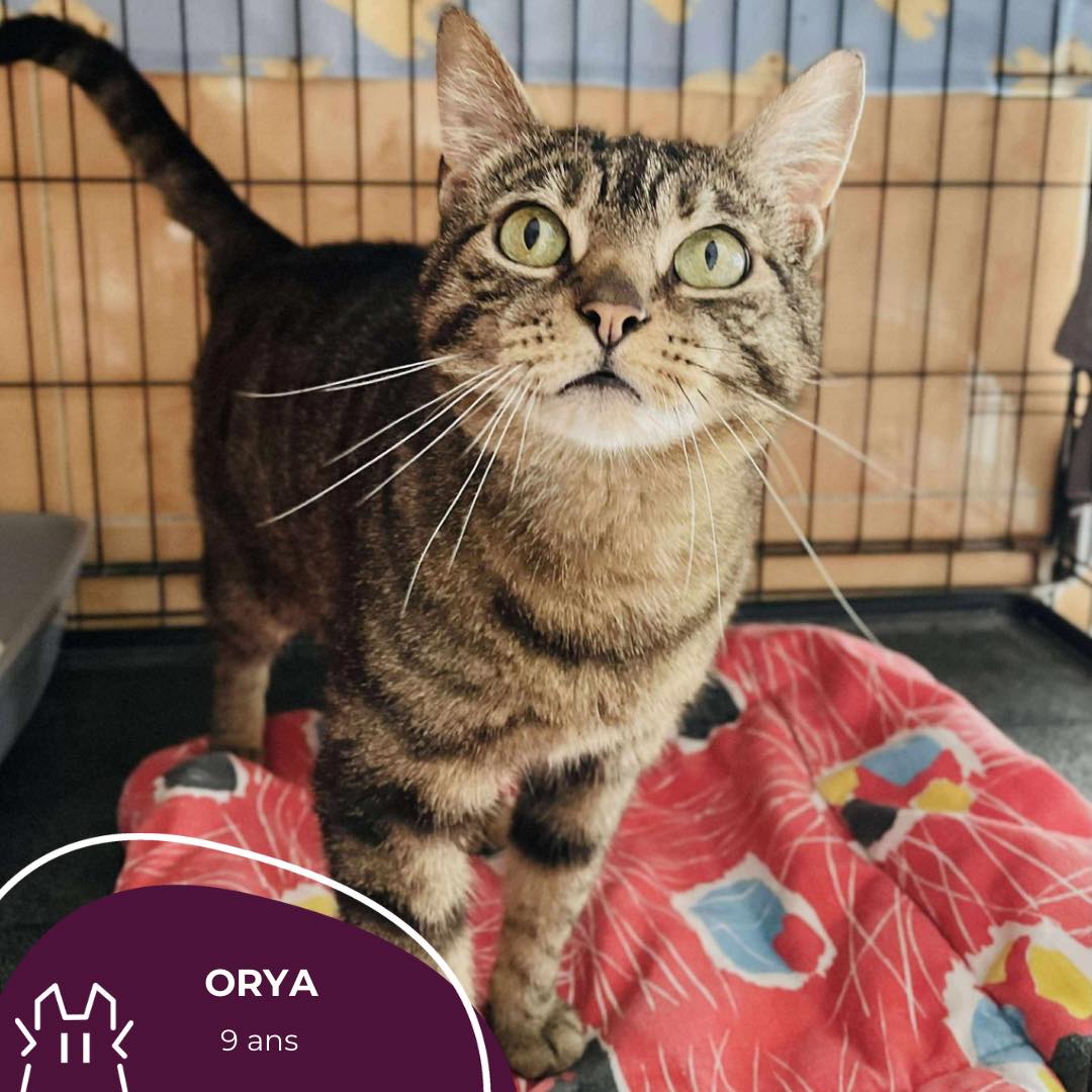 ORYA : femelle – 9 ans.