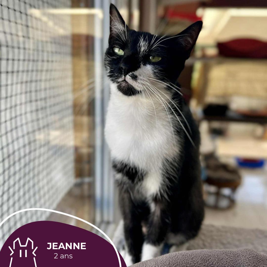 JEANNE : femelle – 2 ans.