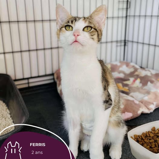 FERRIS: femelle – 2 ans.