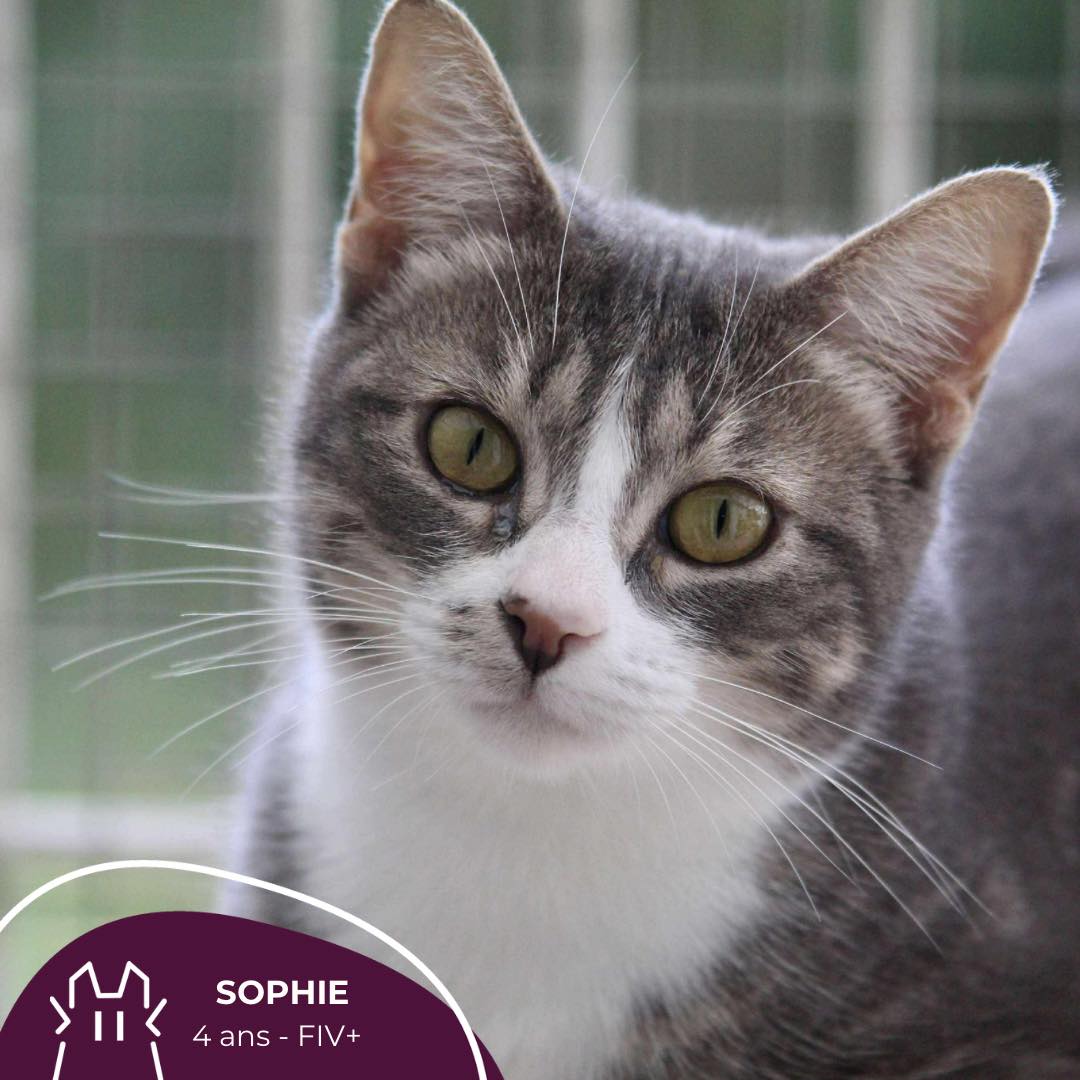 SOPHIE : femelle – 4 ans -FIV+