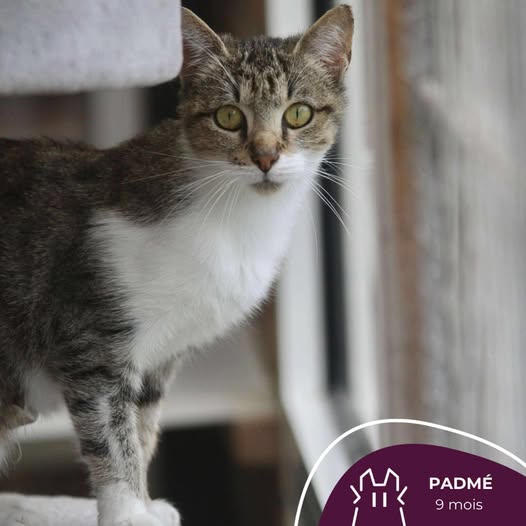 PADMÉ: femelle – 9 mois.