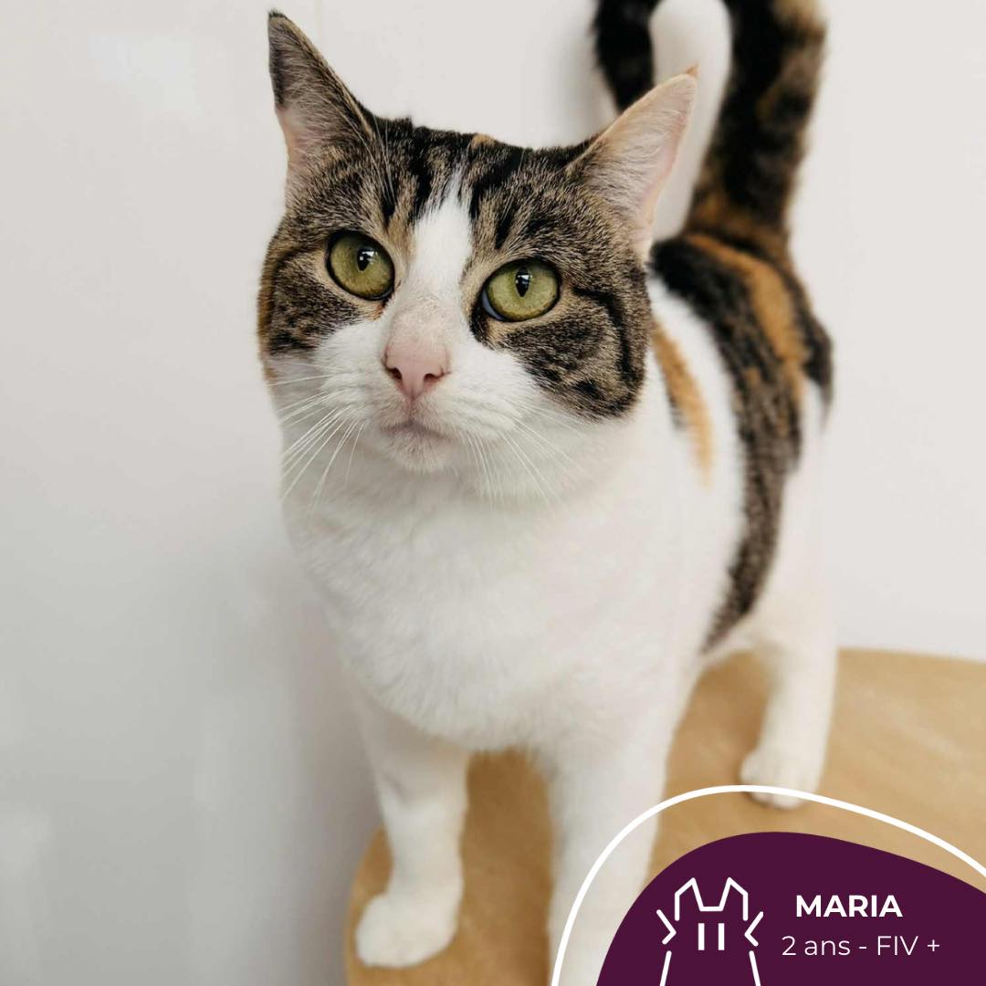 MARIA : femelle – 2 ans – FIV+.