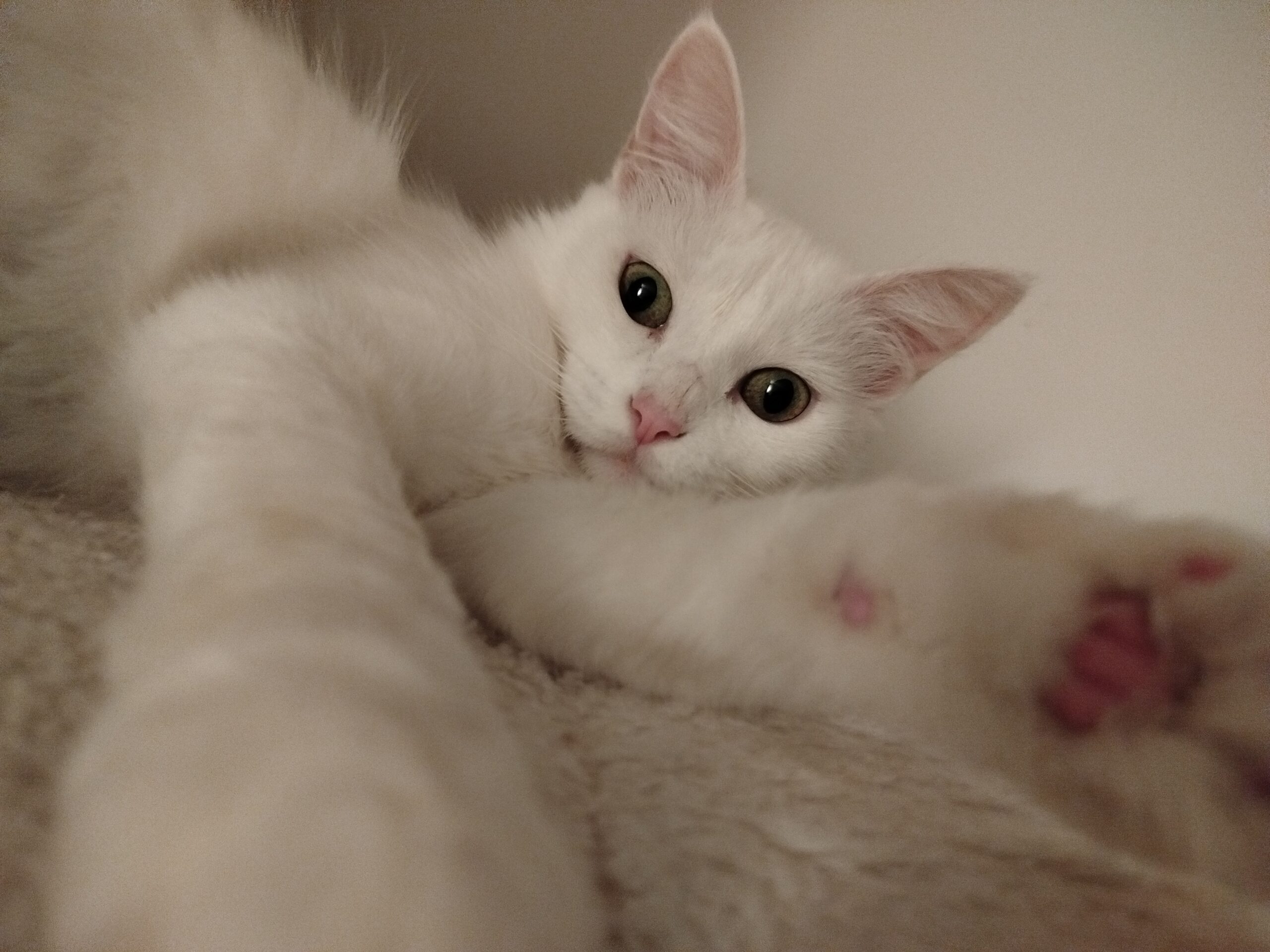 ODILE : femelle – 2 ans 