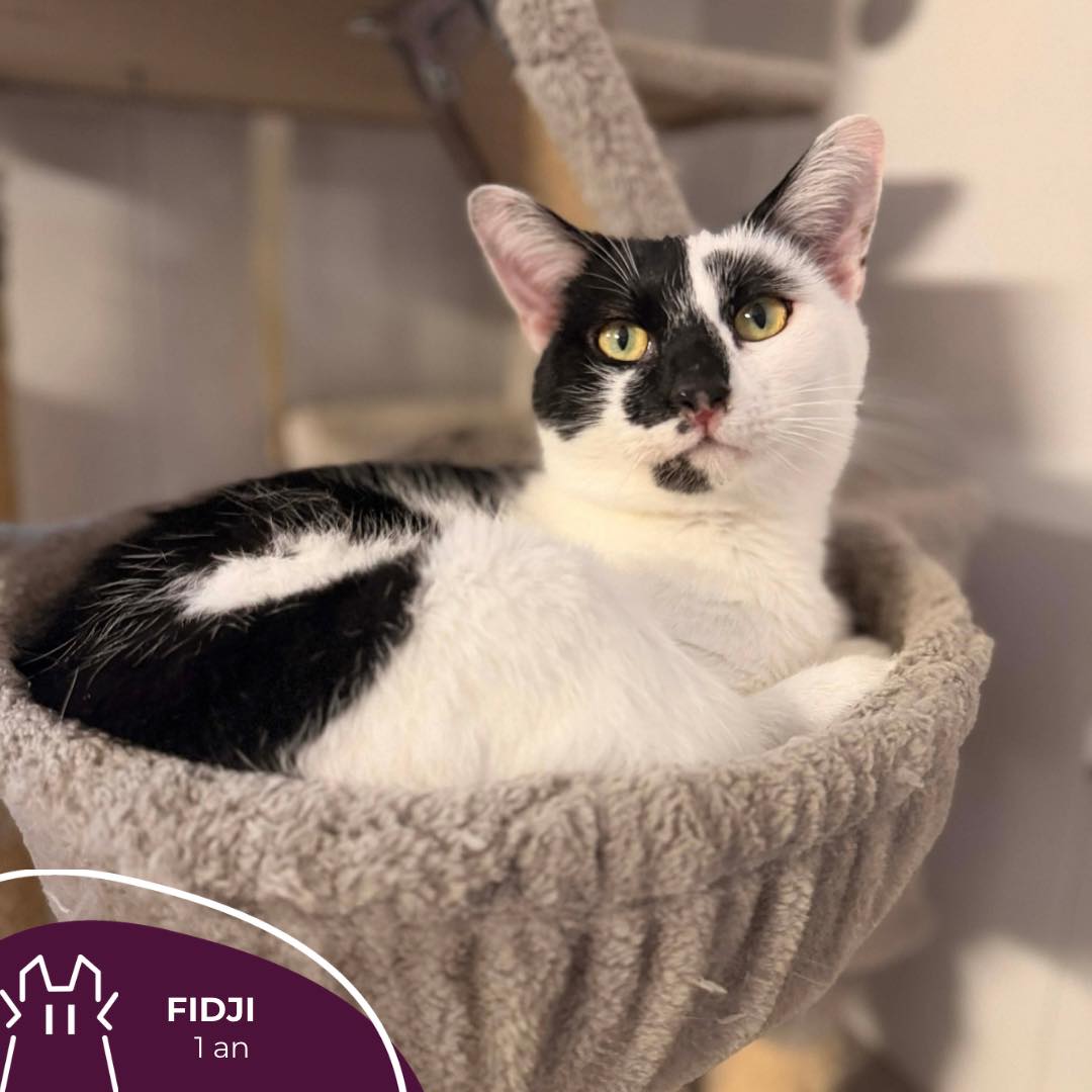 FIDJI:  mâle – 1 an.