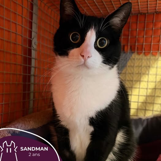 SANDMAN:  mâle – 2 ans.