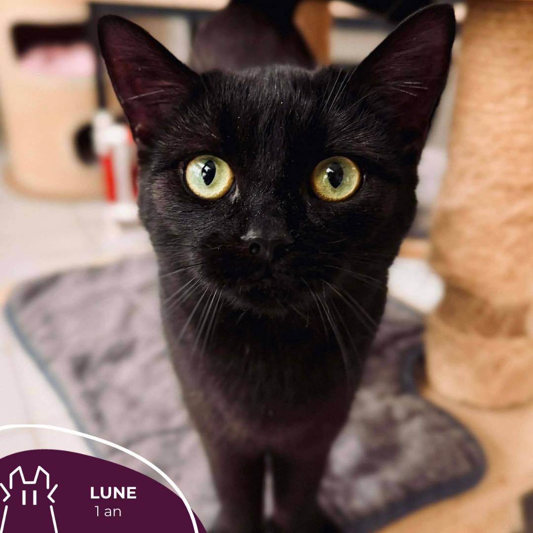 LUNE : femelle – 1 an.
