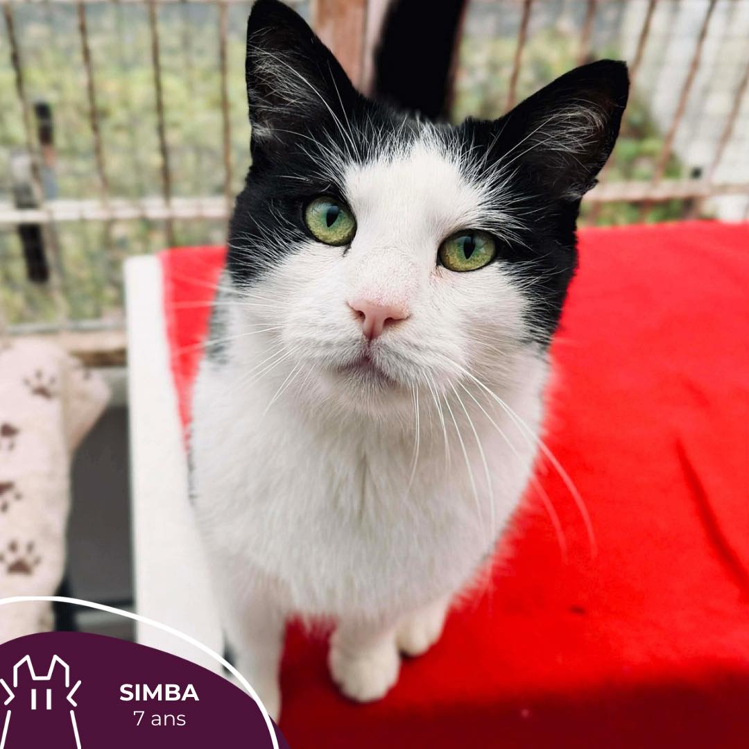 SIMBA:  mâle – 7 ans.