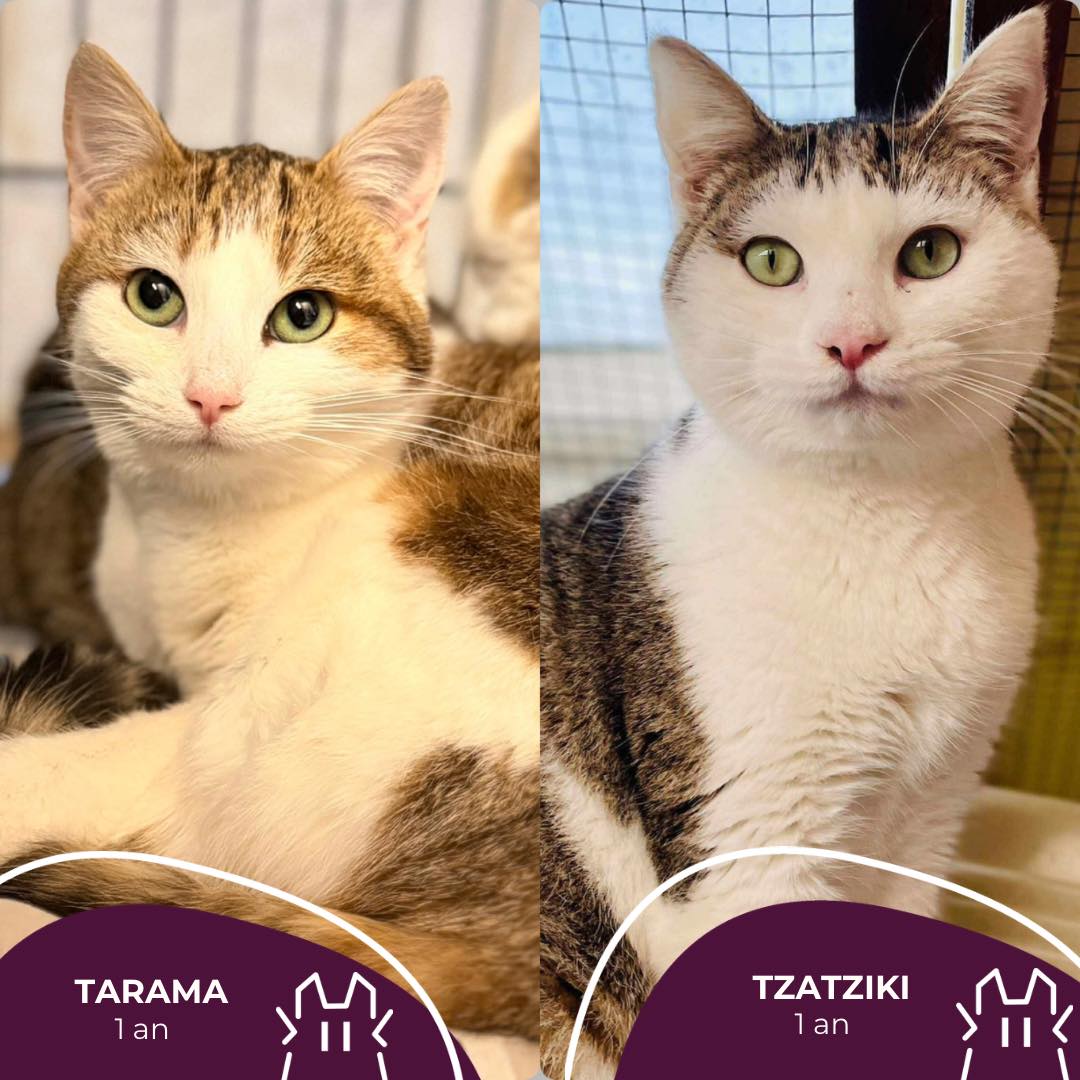 TARAMA :& TZATZIKI : femelle et mâle – 1 an.