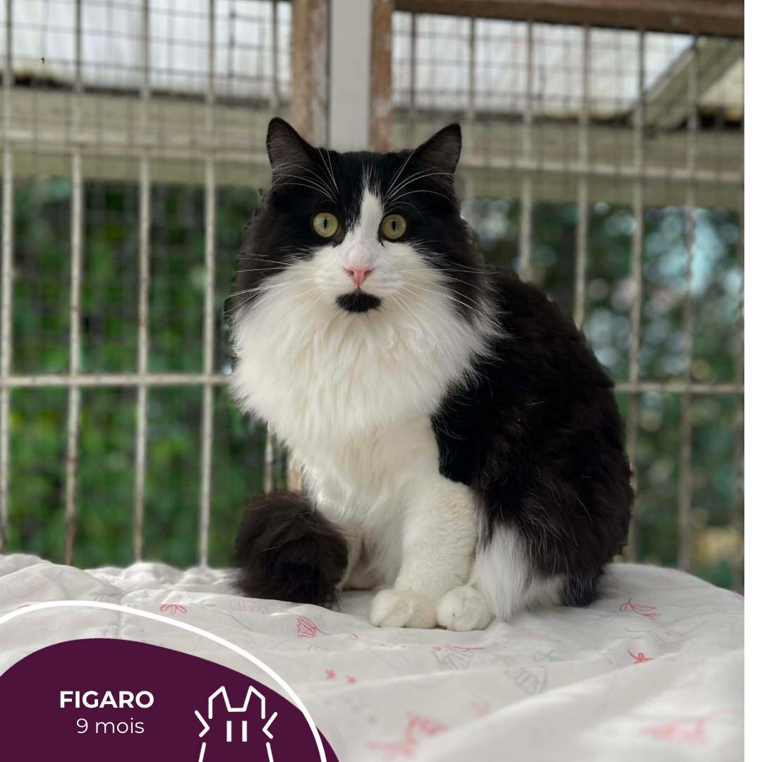 FIGARO :  femme – 9 mois.