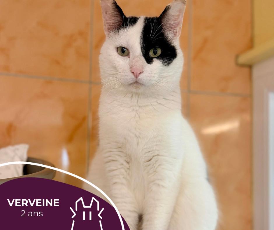 VERVEINE : femelle – 2 ans.