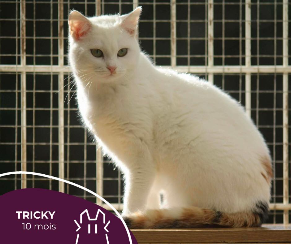 TRICKY : femelle – 10 mois.