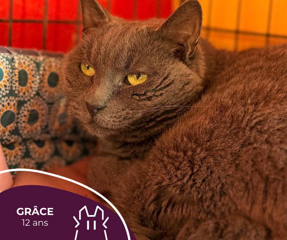 GRÂCE : femelle – 12 ans