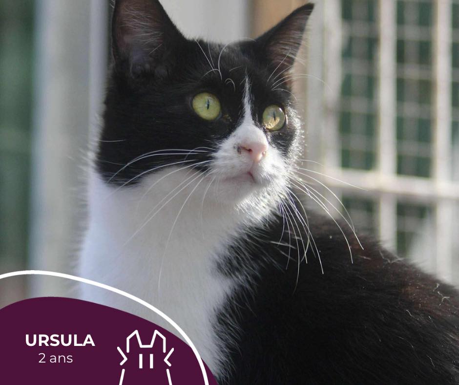 URSULA : femelle – 2 ans.