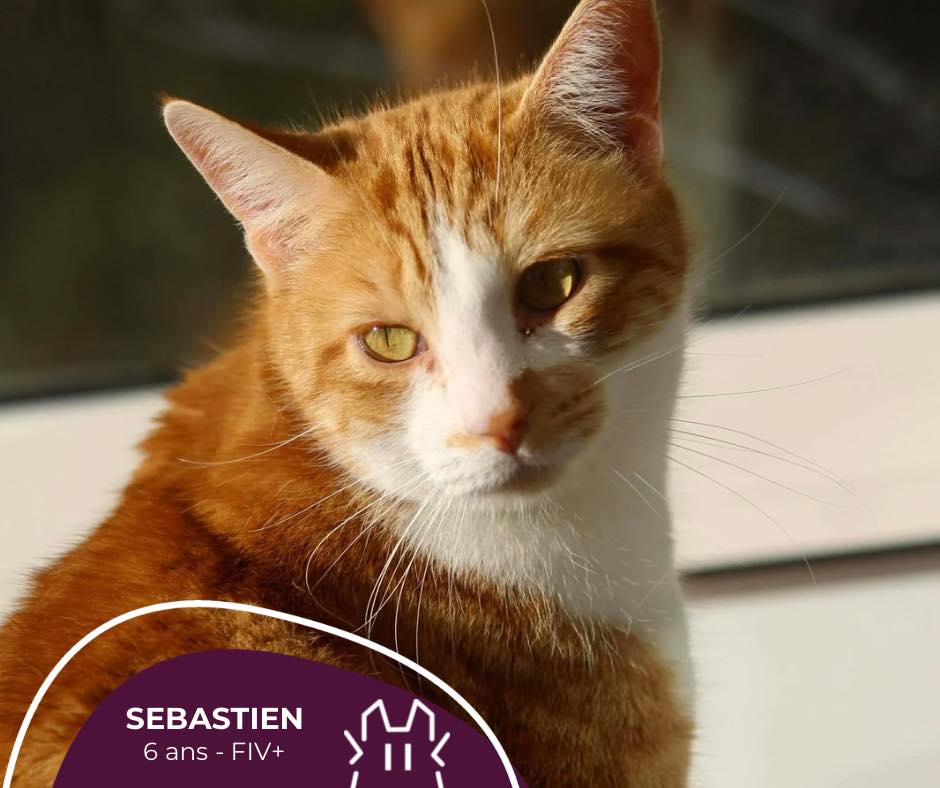 SÉBASTIEN : mâle – 6 ans – FIV+.