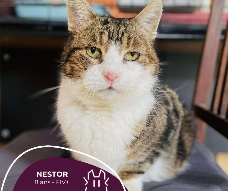 NESTOR:  mâle – né en 2018 – FIV+.
