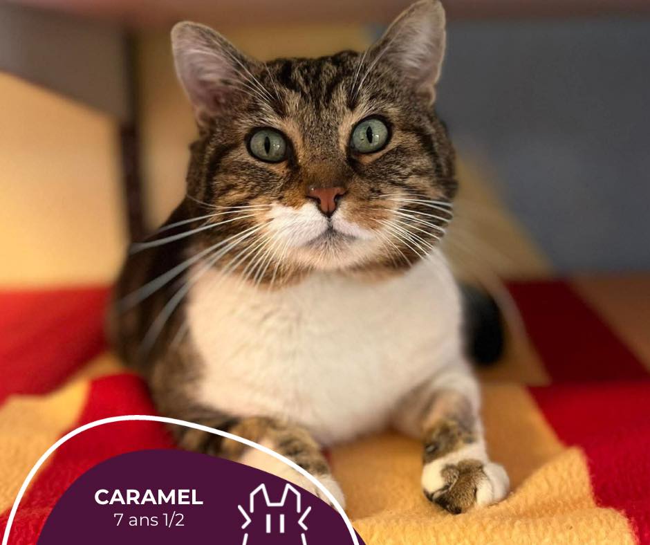CARAMEL :  mâle – 7 ans 1/2.