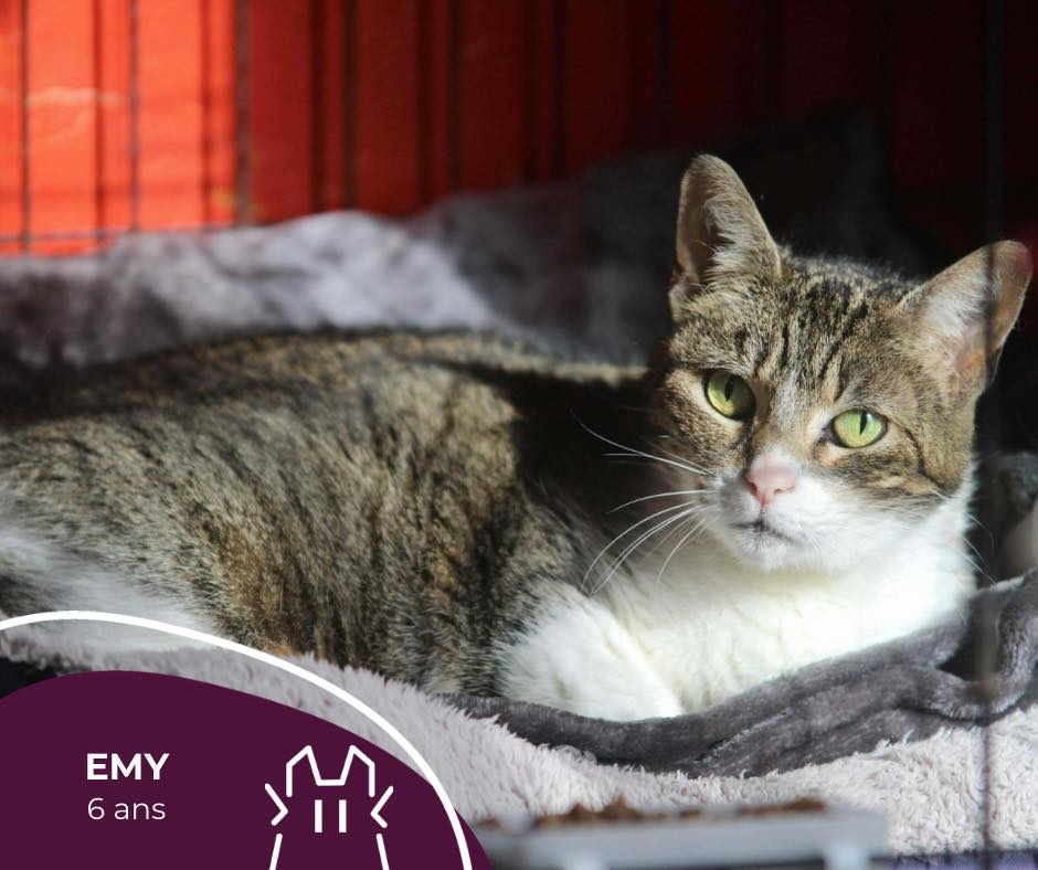 EMY : femelle – 6 ans.