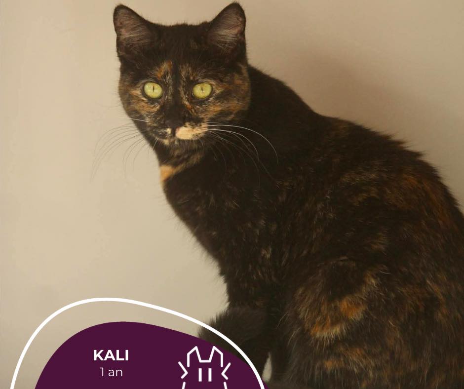 KALI : femelle – 1 an.