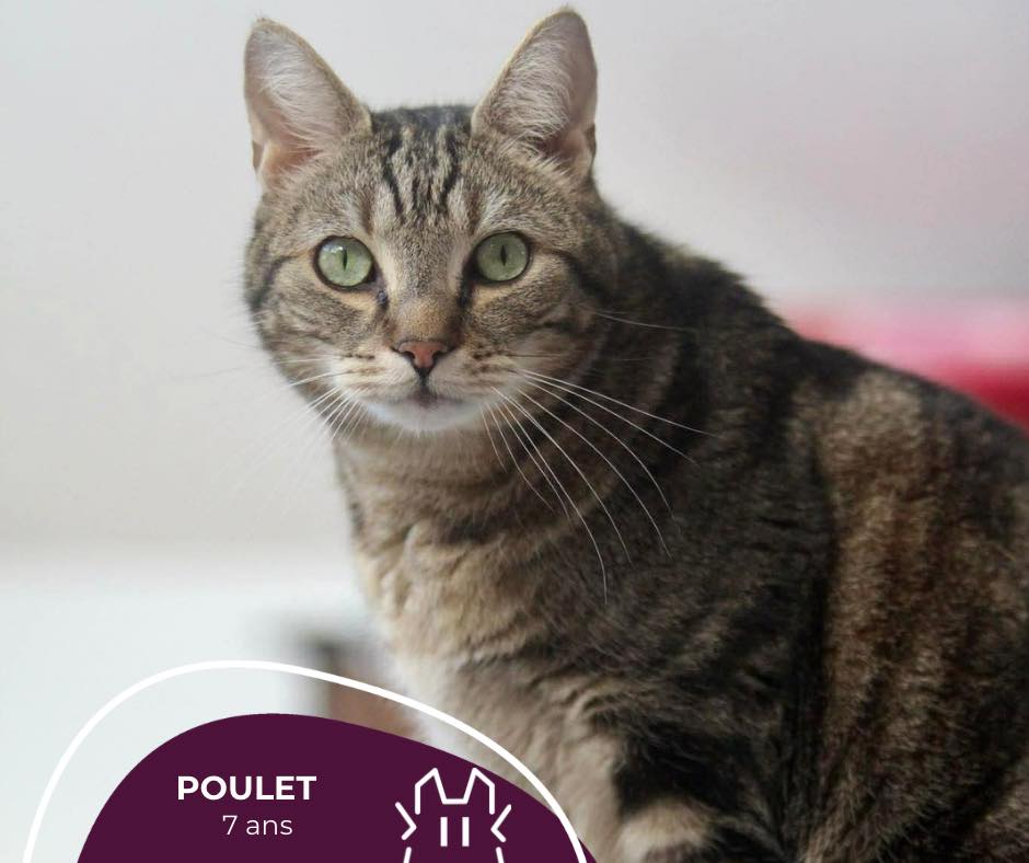 POULET: mâle – 7 ans.