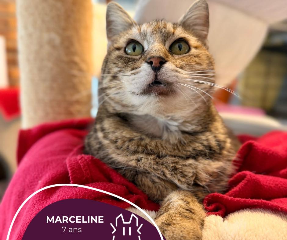 MARCELINE : femelle – 7 ans – FIV+.