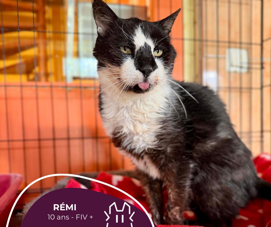 RÉMI:  mâle – 10 ans – FIV+.