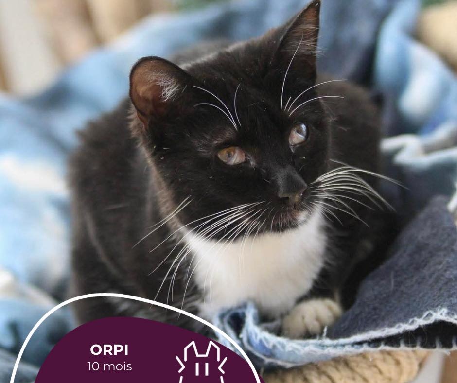 ORPI : mâle – 10 mois