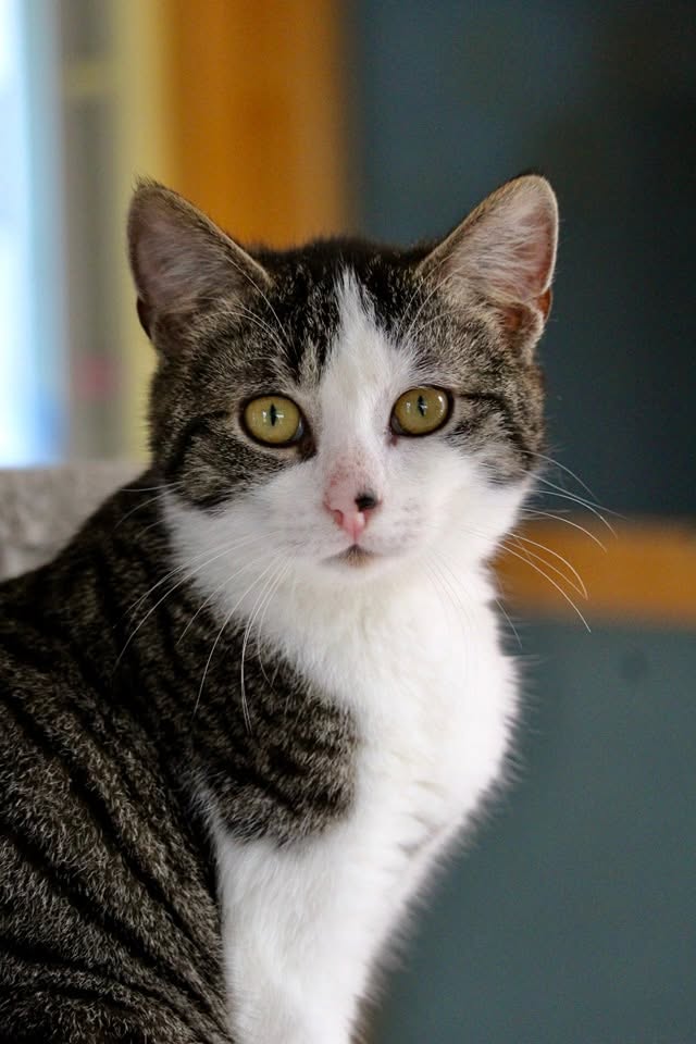 NEWTON : mâle 2 ans
