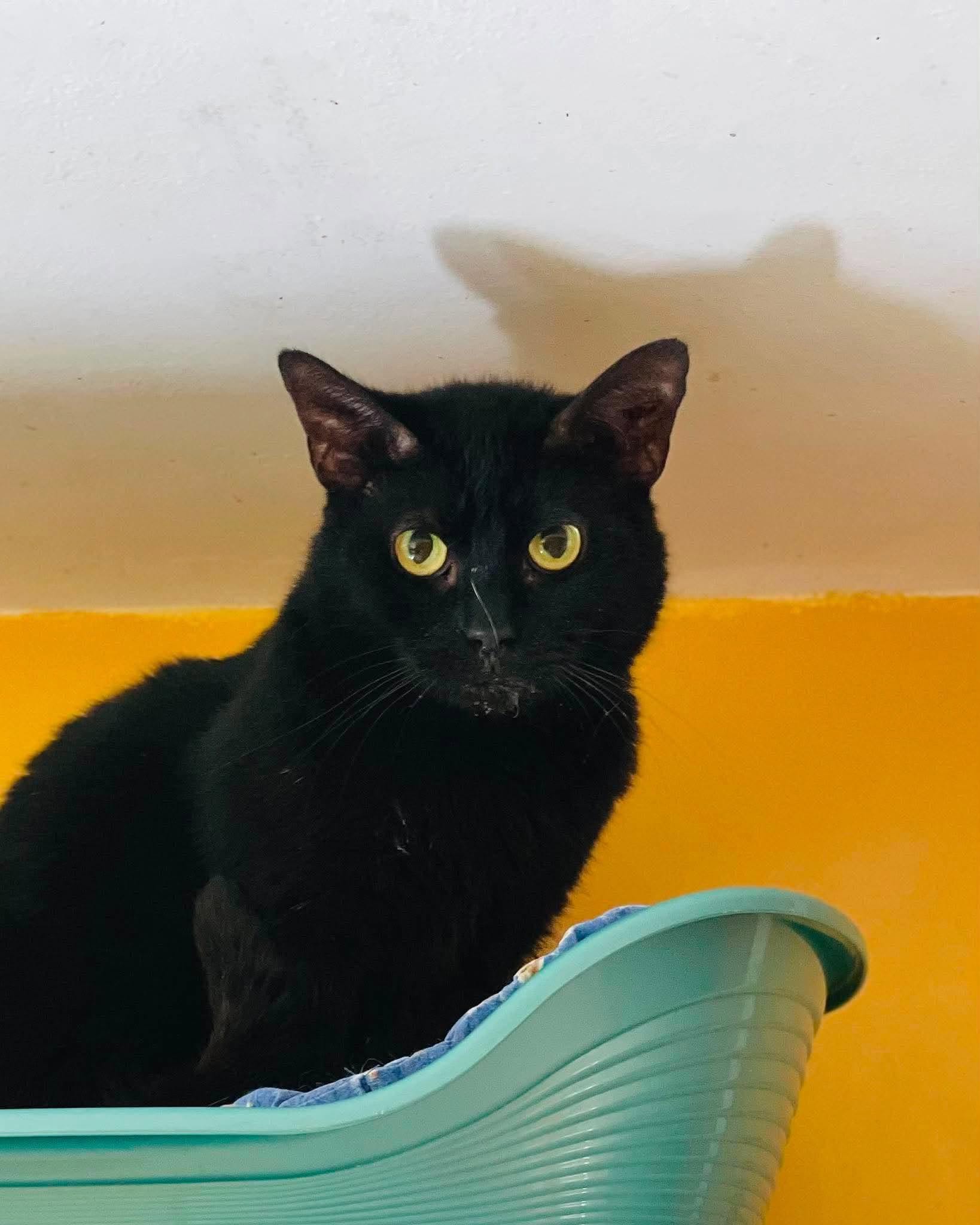 GILBERT : mâle – 6 ans