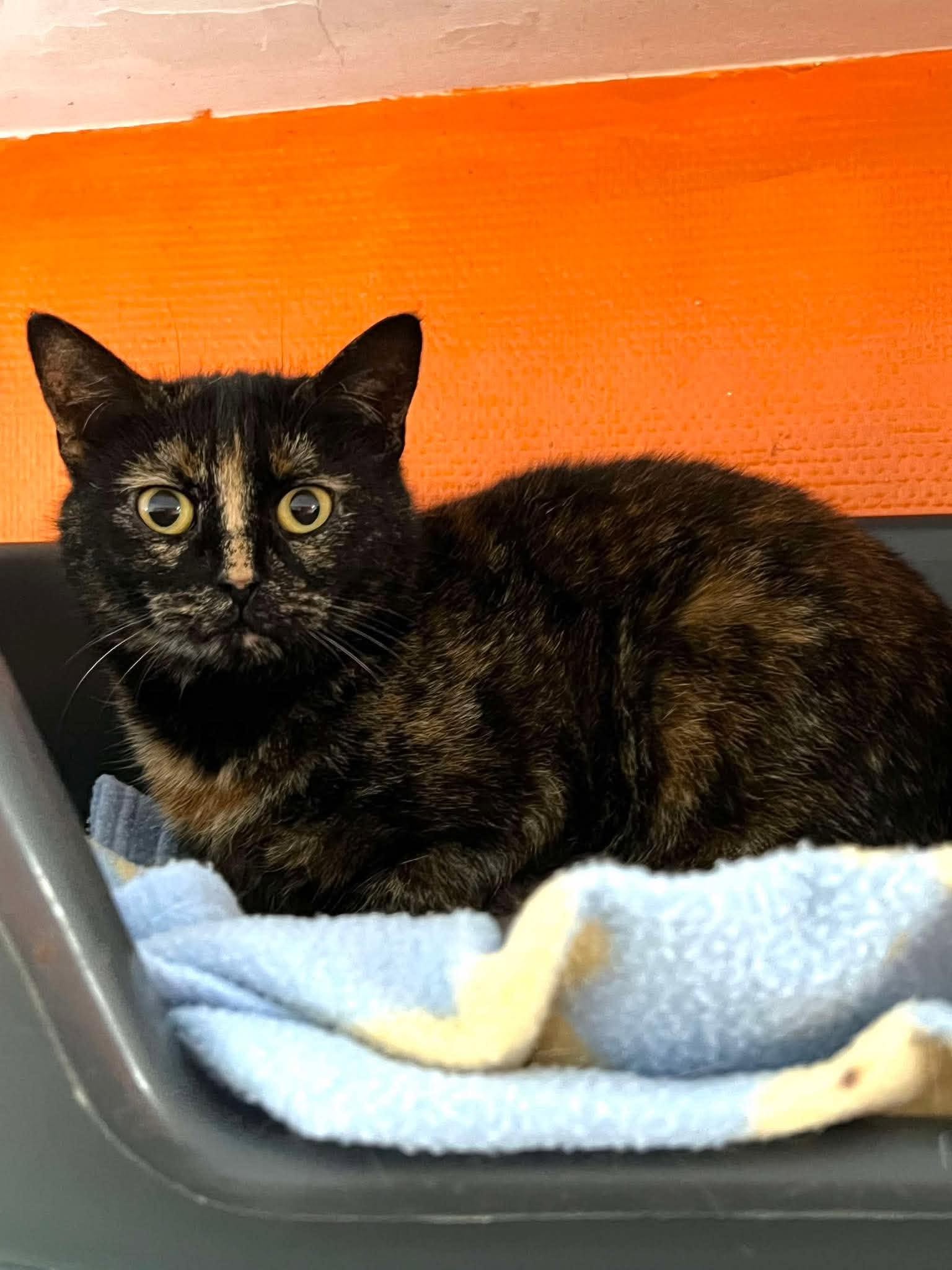 GEORGETTE : femelle – 6 ans
