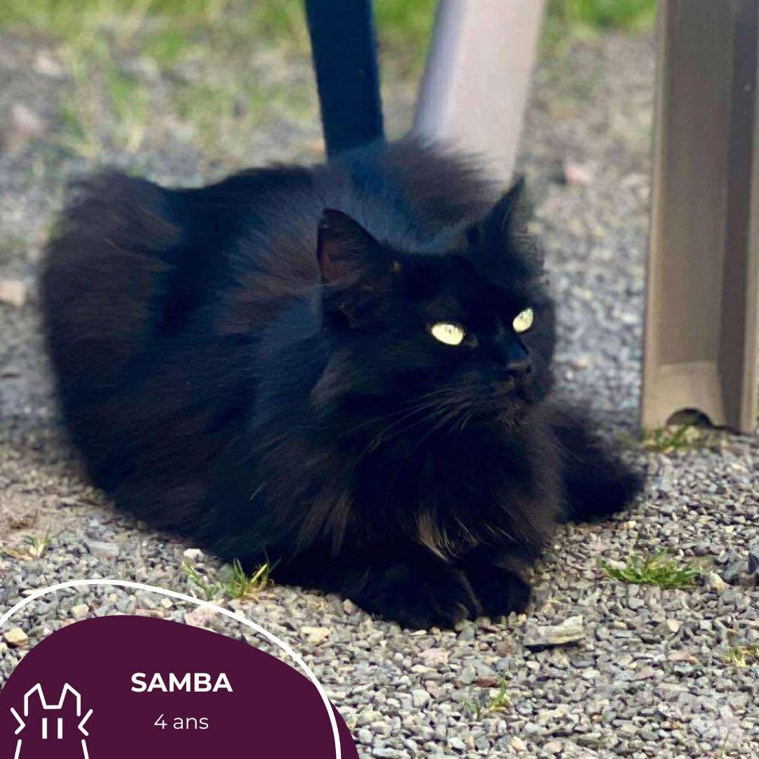 SAMBA : – 5 ans