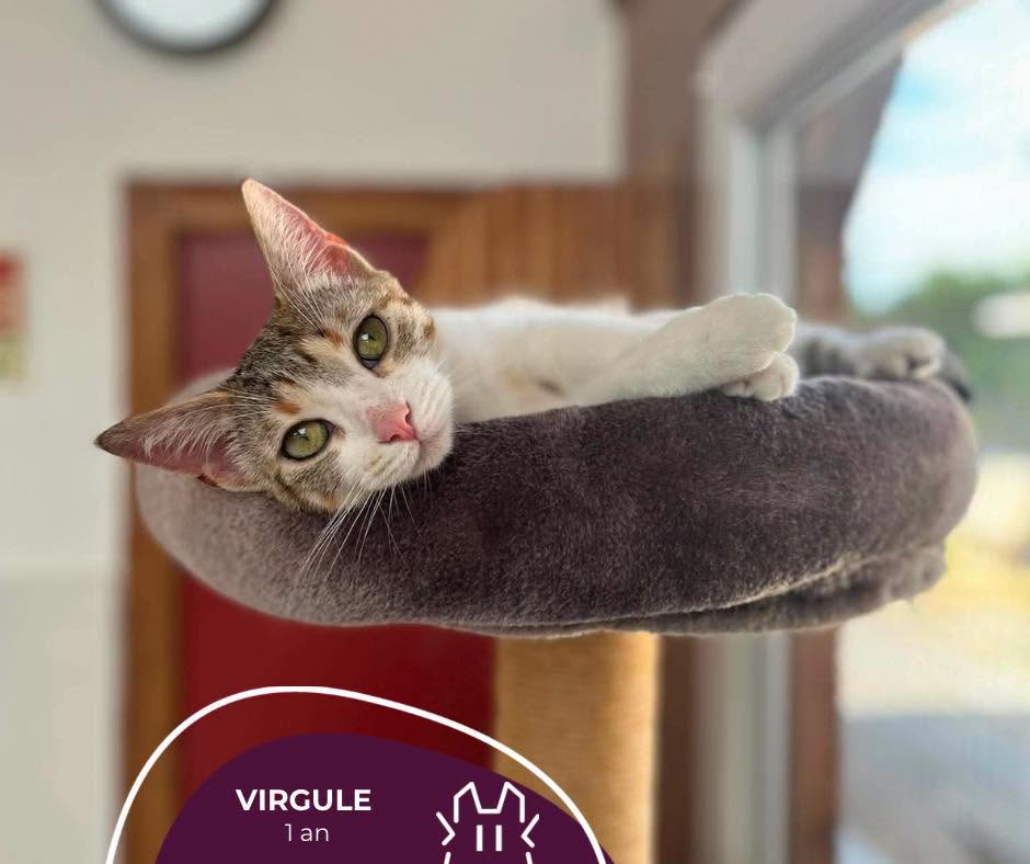 VIRGULE : femelle – 1 an.