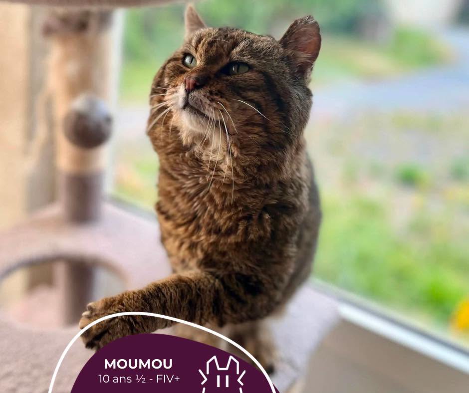 MOUMOU: mâle – 10 ans 1/2 – FIV+