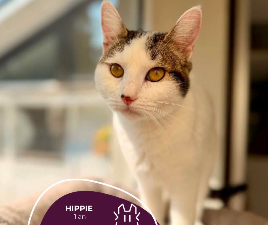 HIPPIE : femelle – 1 an.