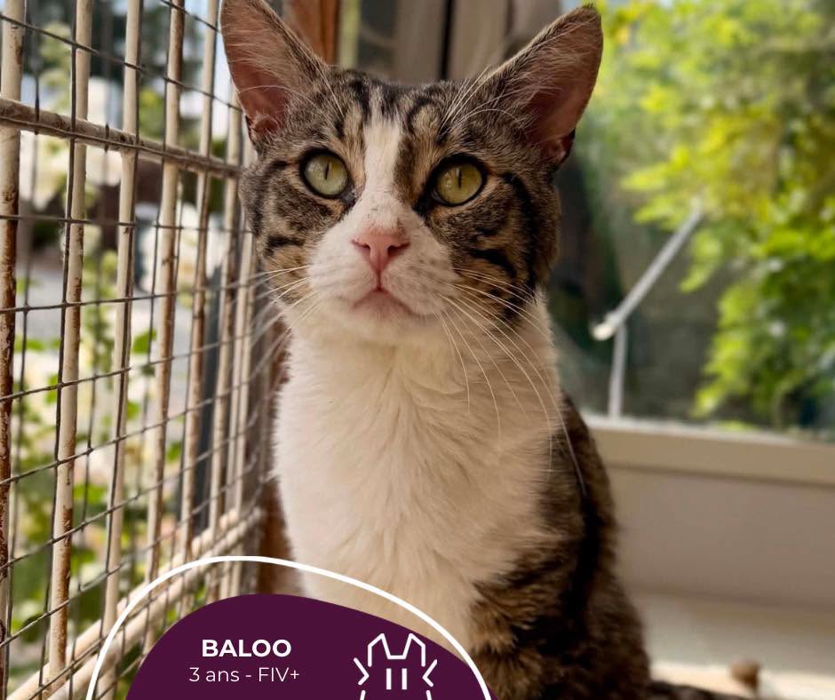 BALOO : mâle – 3 ans – FIV+